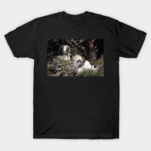 Australian White Ibis Nesting T-Shirt